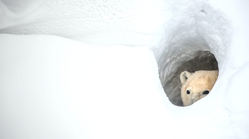 12 What is a Polar Bear? Smrt English